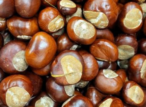Zbiórka kasztanów  